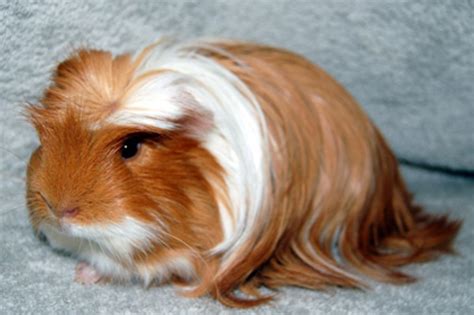 How Do You Care for a Long-Haired Peruvian Guinea Pig? | PetHelpful