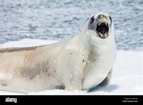 Crabeater seal (Lobodon carcinophaga) showing teeth while resting on ice floe in Paradise Bay ...