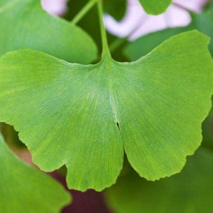 Ginkgo Tree | Truly Unique Fan-Shape Leaves — PlantingTree