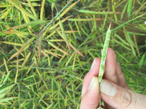 BCG Preliminary Results - Canola Varieties (Wimmera) | Birchip Cropping ...