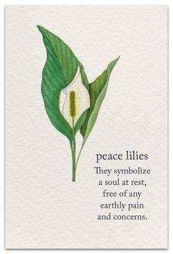 Quotes About Lily Flowers - ADEN