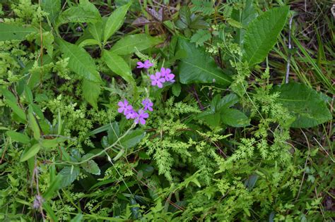 Japanese Climbing Fern Identification & Control - Alabama Cooperative ...