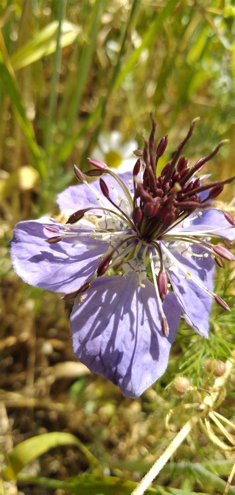 زهرة البراري المايدة | Plants, Garden