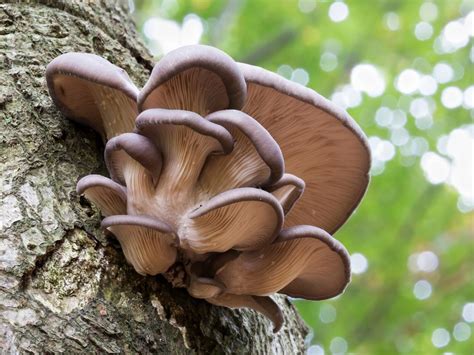 Investigating Decomposers - Vermont Institute of Natural Science