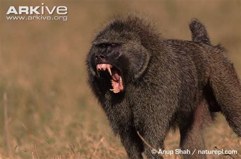 Image - Male-olive-baboon-showing-teeth-in-threat-display.jpg | Cryptid ...