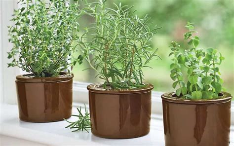 How to Grow Thyme from Seed Step by Step - Hort Zone