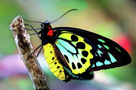 Colorful Birdwing Butterfly by Jodijacobson