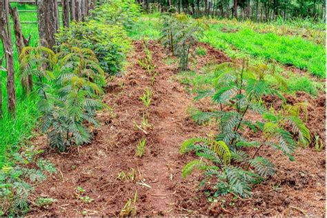 Recommended Forages: unlocking the potential of legumes | NFP Connects