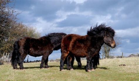 17 Interesting Facts About Shetland Ponies - Helpful Horse Hints