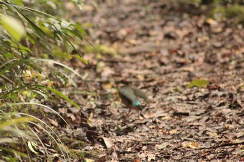 Binna Barra Lemington National Park Birds | BIRDS in BACKYARDS