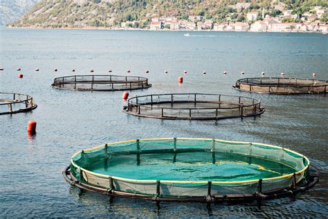 An underwater look at the environmental pollution of the fishing industry and its impact ...