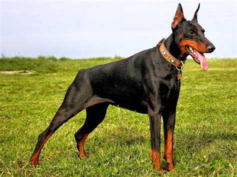 Doberman | Razas de perros, Pinscher de doberman, Perro doberman pinscher