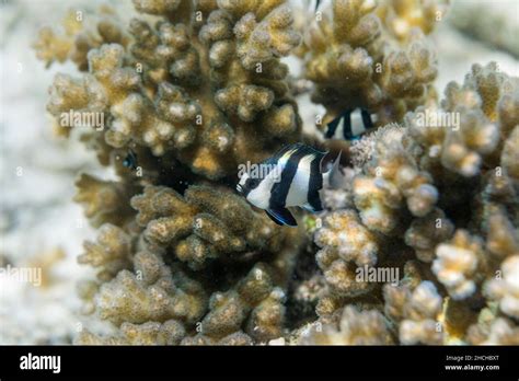 Humbug Fish; Dascyllus aruanus; Maldives Stock Photo - Alamy