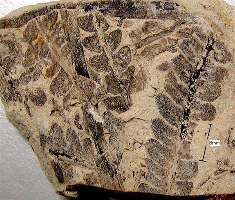 Triassic-Jurassic Plant Fossils From Malaysia- Need Id - Fossil ID - The Fossil Forum