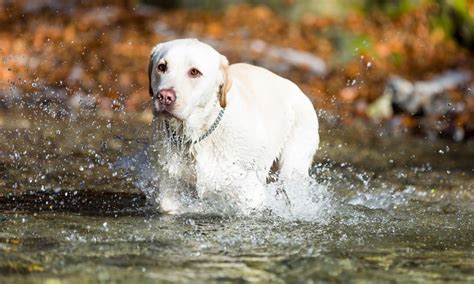 Top 5 Water Dog Breeds