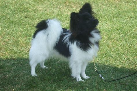 Black Papillon Chihuahua Mix - Pets Lovers