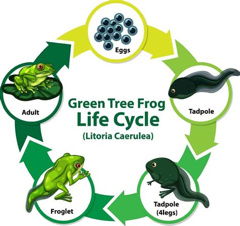 Diagram showing life cycle of Frog 1928987 Vector Art at Vecteezy