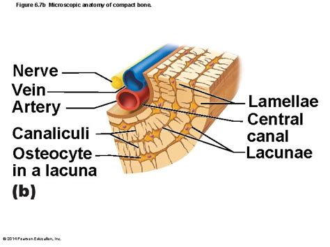 Lacuna Anatomy