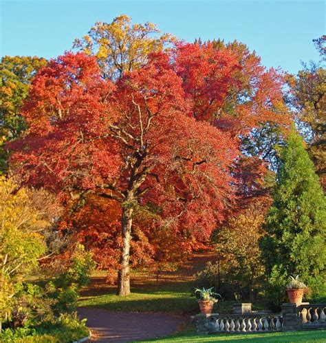 Morris Arboretum: Native Trees Tour, Morris Arboretum of the University of Pennsylvania ...