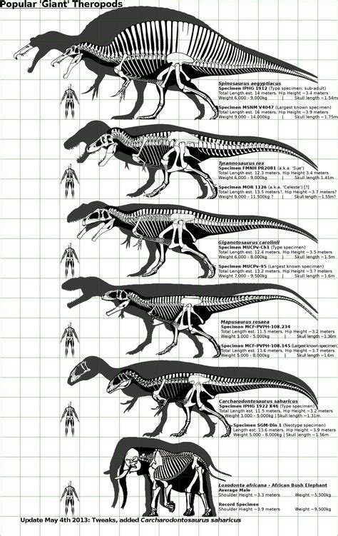 Theropods size chart : r/Dinosaurs