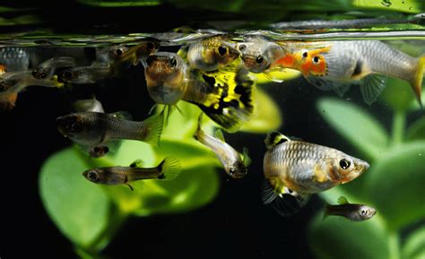 7 Reasons Guppy Fish Is Losing Color (and How To Restore It)