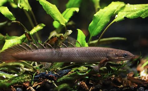 Dinosaur Bichir (Polypterus Senegalus): Ultimate Care Guide | Fish Laboratory (2022)