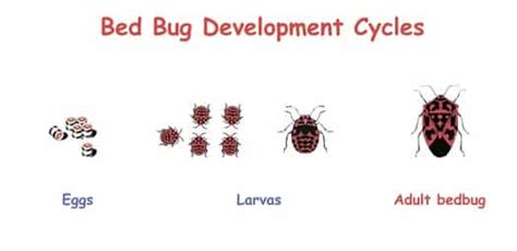 Bed Bugs Life Cycle Diagram