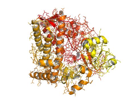 Types of Enzymes: An Introduction | Udemy Blog