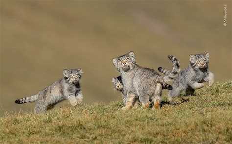 See the best wildlife photography of 2020