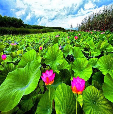 Mesmerizing Anzali Lagoon, Gilan Province, Iran | Iran tourism, Iran, Tea farm