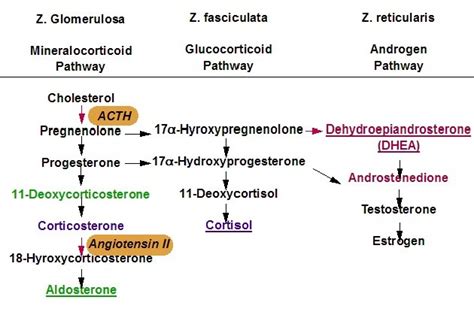 Adrenal Gland Cross Sections & Adrenal Cortex Steroid Biosynthesis | NZGP Web Directory