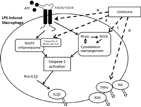 Colchicine--Update on mechanisms of action and therapeutic uses ...