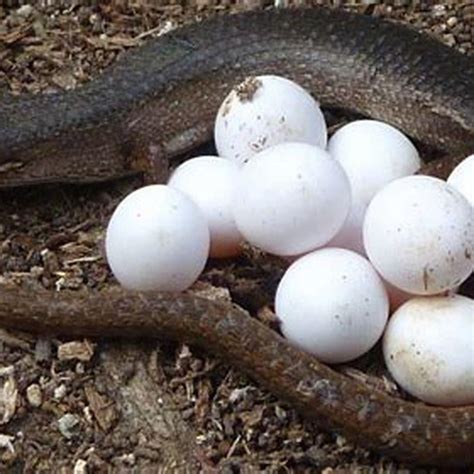 How do reptiles lay eggs? - DIY Seattle