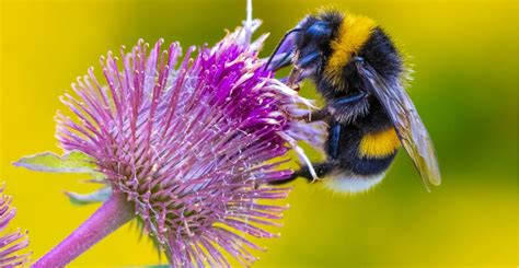 Saving British bumblebees needs a range of habitats | Natural History ...