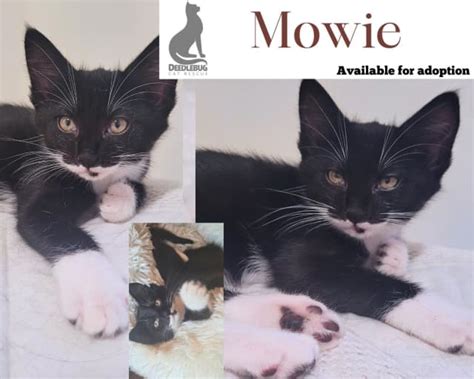 Mowie! Adorable tuxedo kitten - Deedlebug Cat Rescue | Cats & Kittens ...