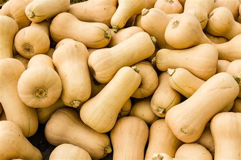 All About Butternut Squash - How to Pick, Prepare & Store