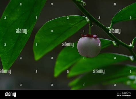 Sauropus androgynus , green leaf vegetable spinach Stock Photo - Alamy