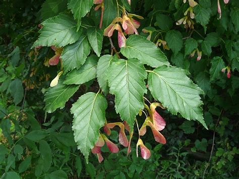 Toronto Wildlife - More Amur Maple