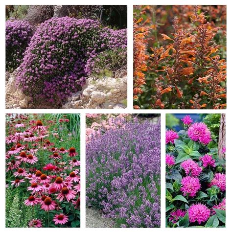 Fragrant Herbs Container Collection | American Meadows