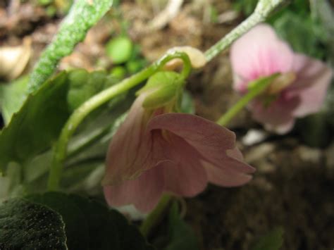 Can you identify this Viola species?