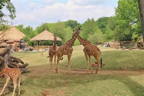 New African Savanna Exhibit Open at the Fort Worth Zoo - Oh, the Places We Travel!