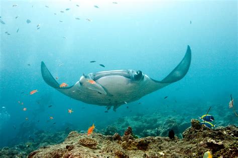 New Study Makes Big Splash in Manta Ray Conservation | Nature and Wildlife | Discovery