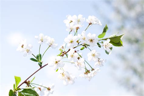 Free photo: Beautiful Spring Flowers - Flower, Foliage, Fresh - Free Download - Jooinn