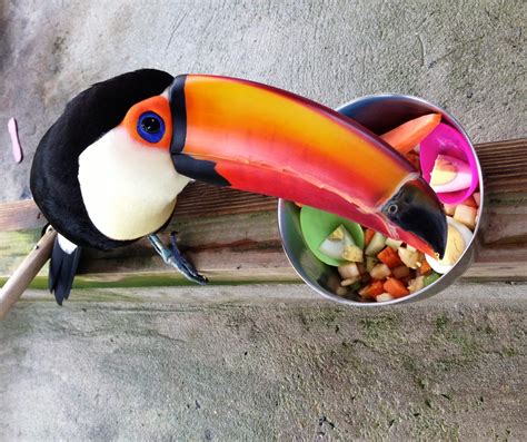 Toucans as Pets | Adventures in Toucanland