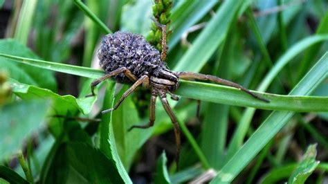 Rabid Wolf Spider | KET Image Bank | PBS LearningMedia