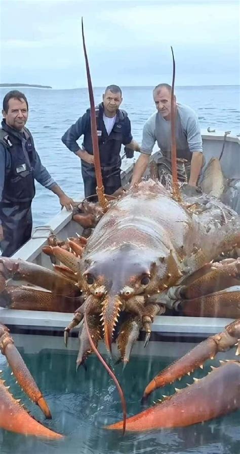 2023. Portorriqueños captura. La langosta más grande del mundo que se conozca. | Scary animals ...