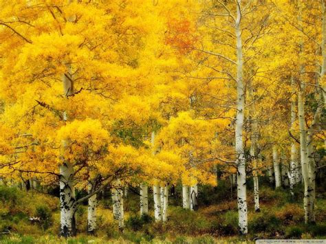 Vibrant Yellow Birch trees : r/pics