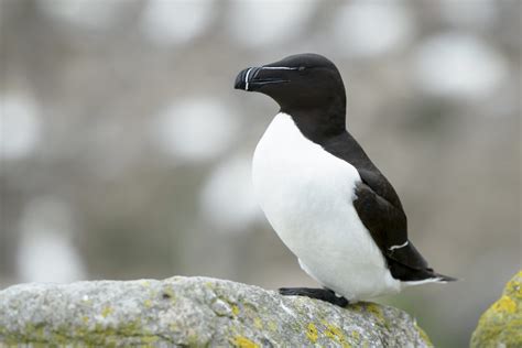 26 Birds in Maine - An Informative and Fun Local Wildlife Guide!