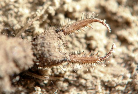 Antlion Larva | The antlion larva digs a sandy pit about 2 i… | Flickr