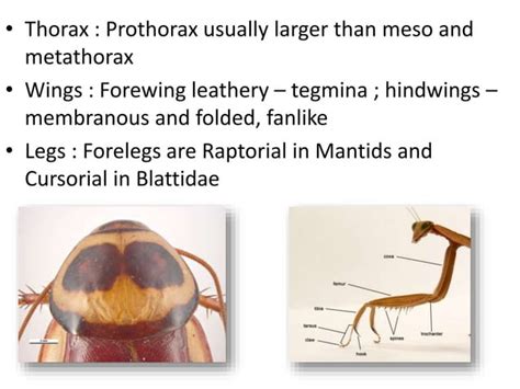 Dictyoptera and Isoptera | PPT